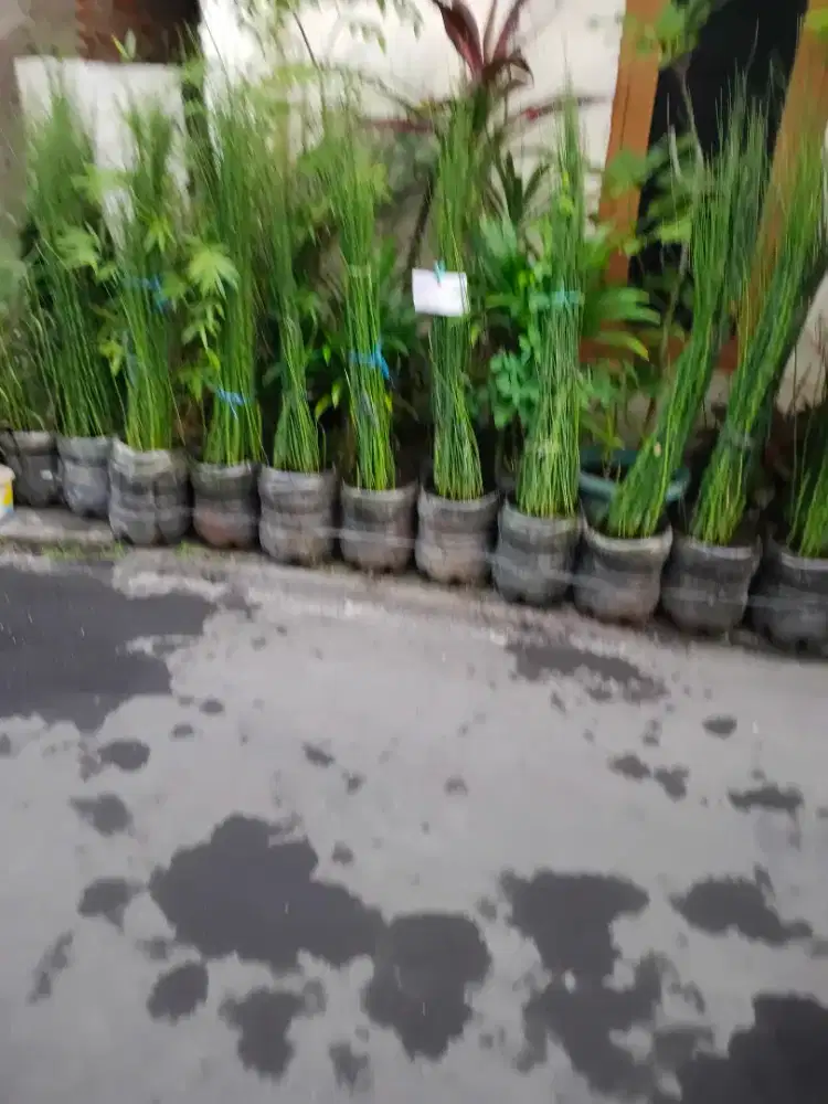 bambu air dan anglonema keladi memper indah taman