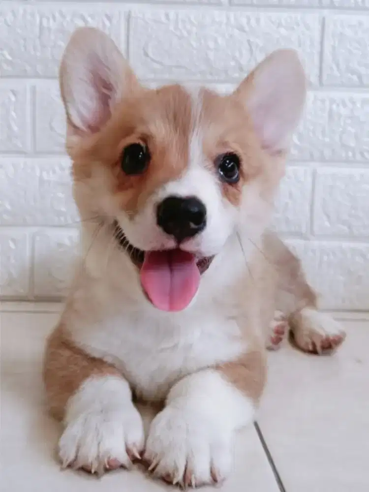 Jual,Corgi Jantan , Betina