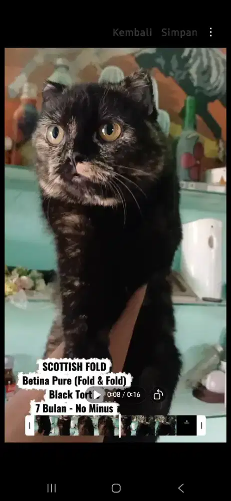Kucing scottish fold pure betina 7 bulan