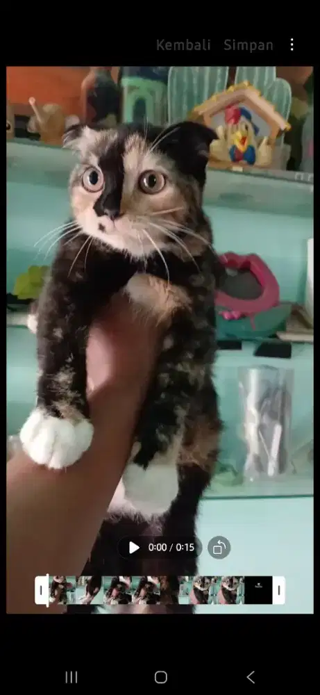 Scottish Triple Fold Mixed Betina 4.5 bulan