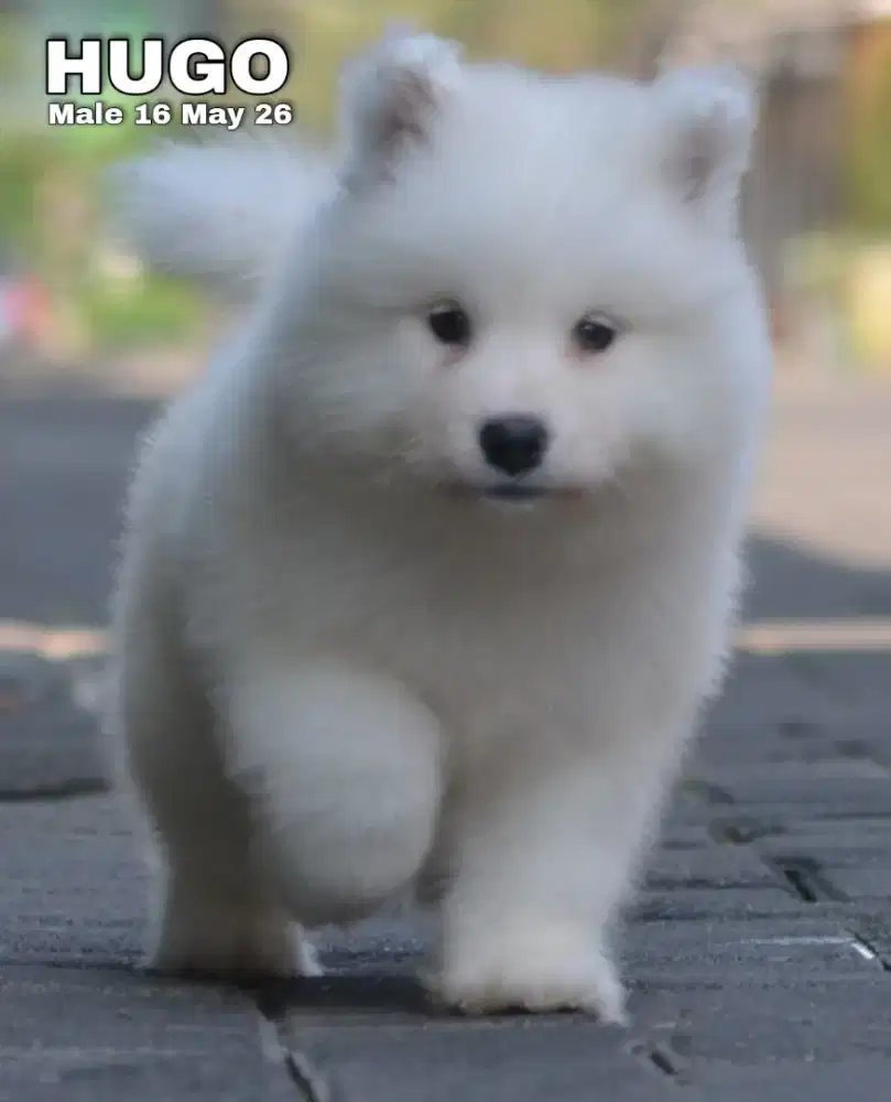 Samoyed putih jantan •HUGO•