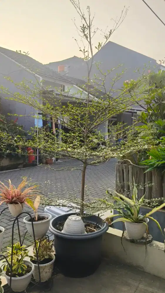 For Sale TANAMAN KATAPANG KENCANA