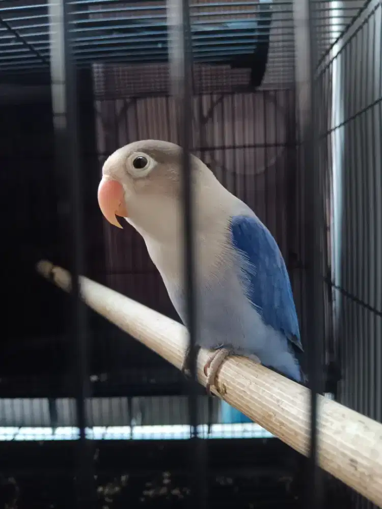 Burung lovebird dewasa jantan