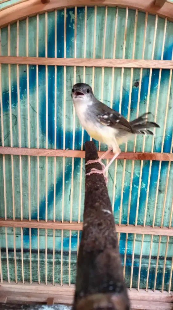 Ciblek Kristal Jantan Mulus Rajin Bunyi Buat Masteran Mewah