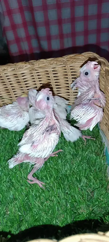 Baby Falk heavy pied kualitas super