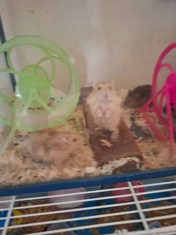 Hamster Lucu dan Imut