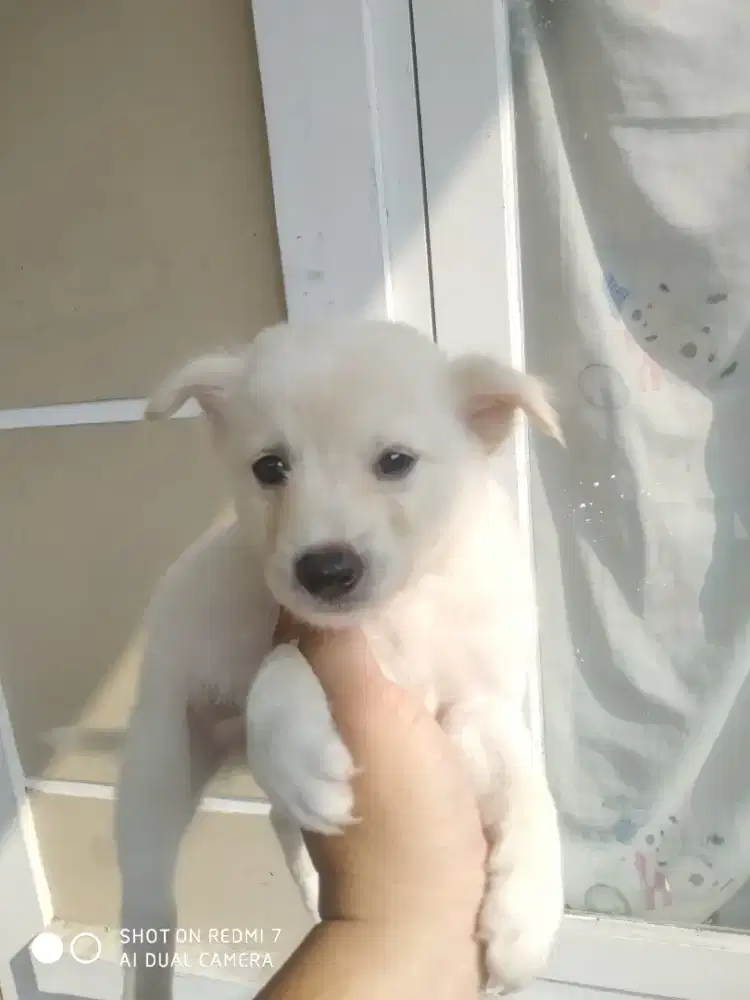 Dijual anakan anjing kintamani campuran putih jantan