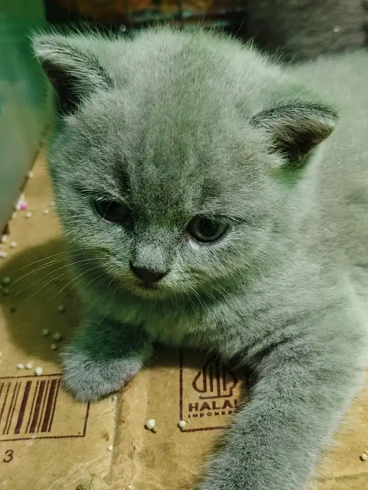 Kucing British Shorthair/bsh