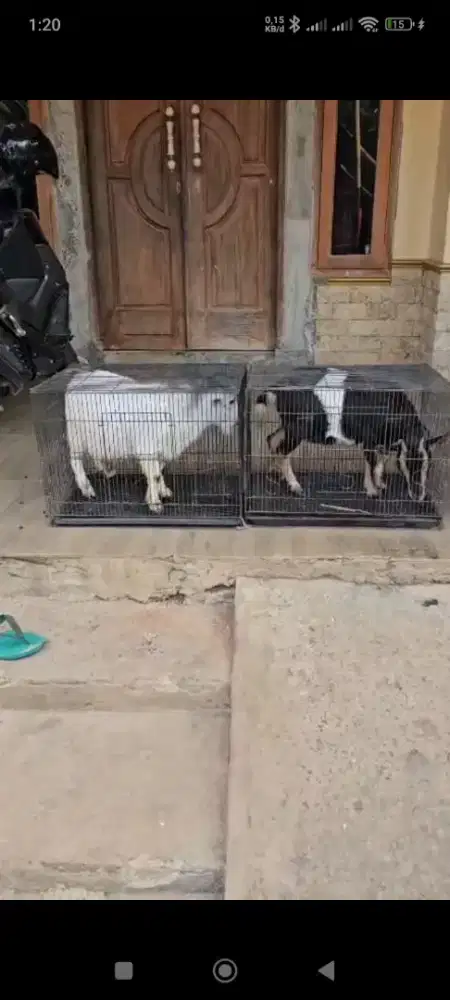 Kambing PYGMY ( PYGMY GOAT)