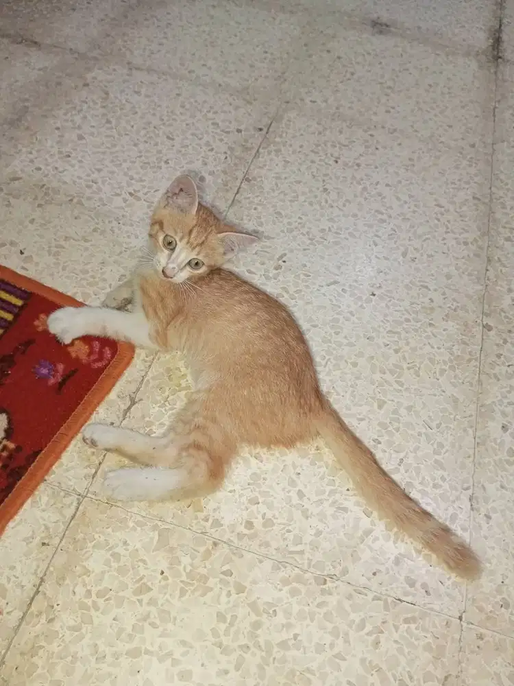 Kucing mix usia 3bln