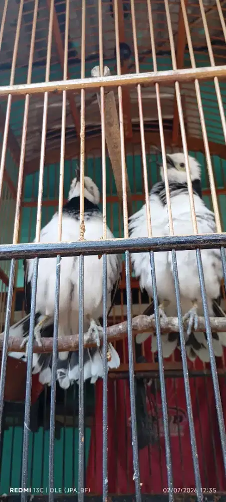 JALAK HONGKONG SEPASANG