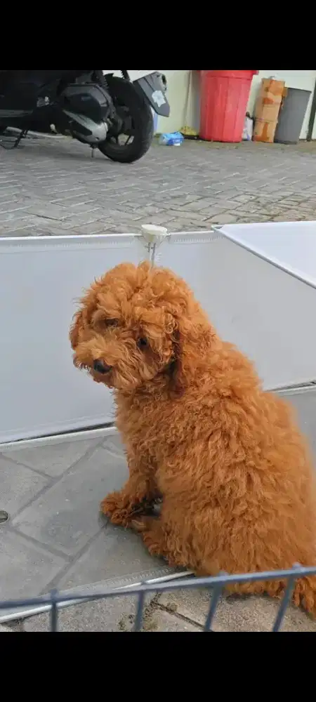 Toy Poodle Betina 3.5 bulan non stambum kosongan