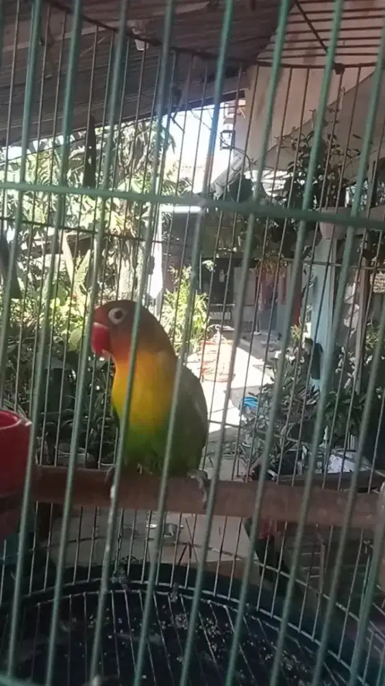 Lb mulus mangga lokaisi Pajajaran