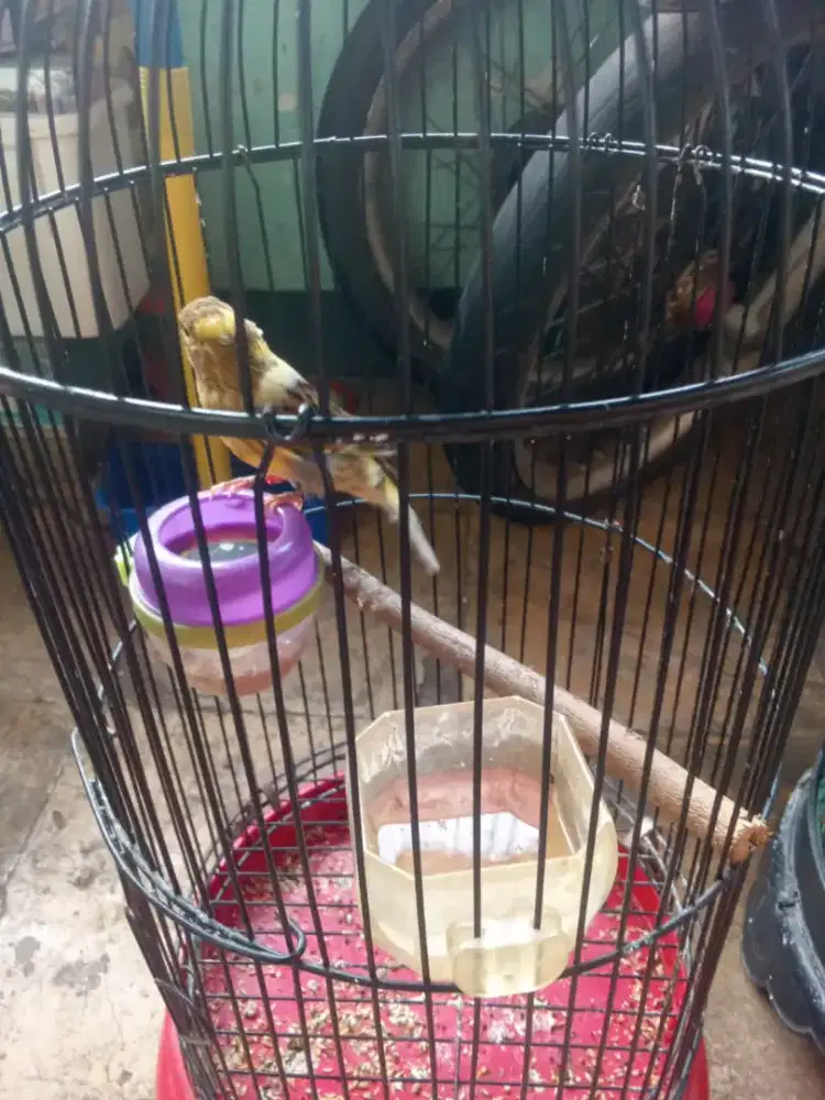 Kenari paud serian mulus big  jantan
