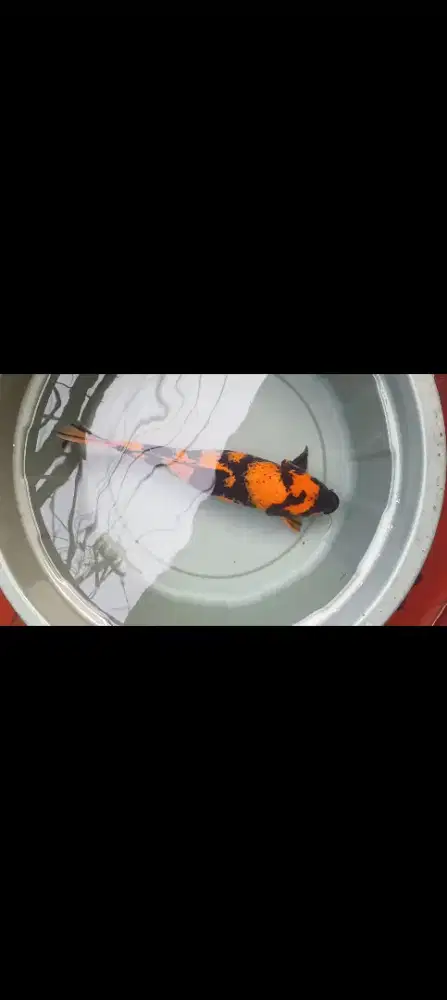 Ikan Koi Hi Utsuri 45cm - Male/Jantan