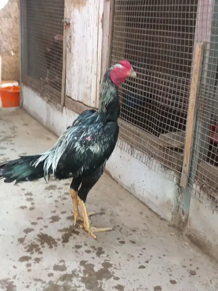 Jual ayam bangkok