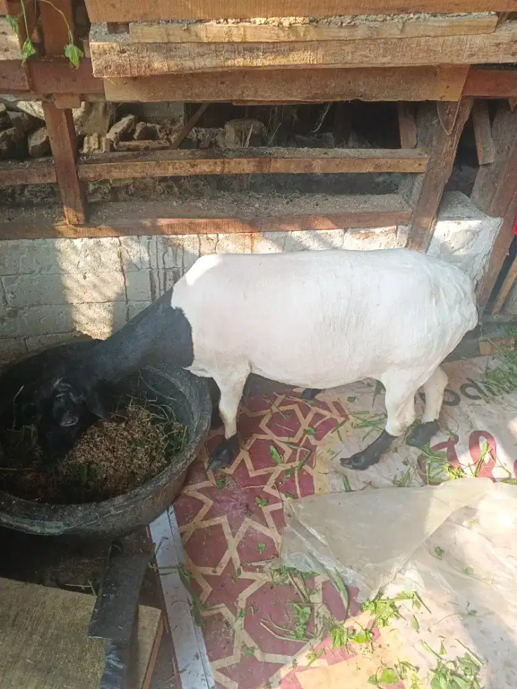 Ready Jawa Randu  Siap Aqiah Jaksel