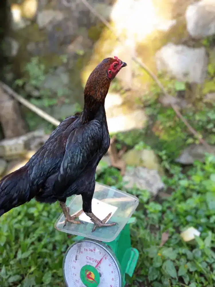 Ayam kampung betina