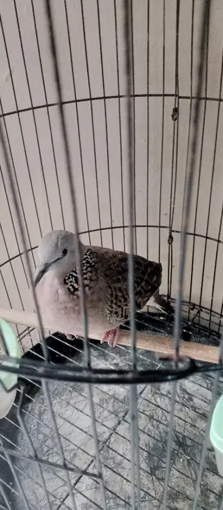 burung tekukur jantan