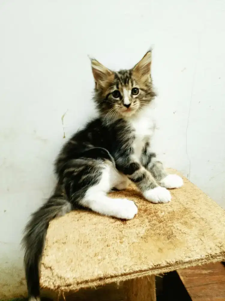 Kitten maineCoon Jantan Pure No mix. Induk ped CFA Maine Coon