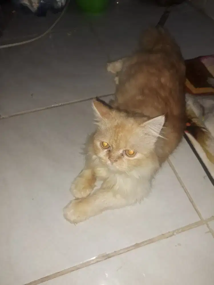 Kucing flatnose 8bln