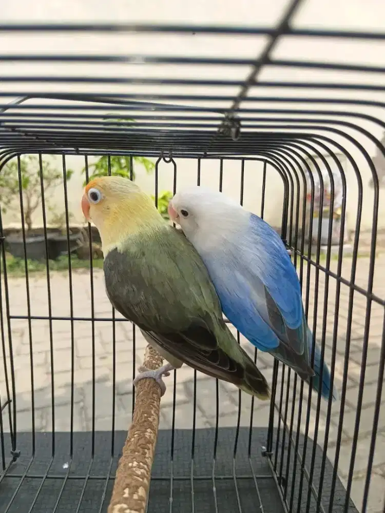 Lovebird Biola Euwing Blue ( J ) X Biola PB Mouve ( B ) Fulsett.