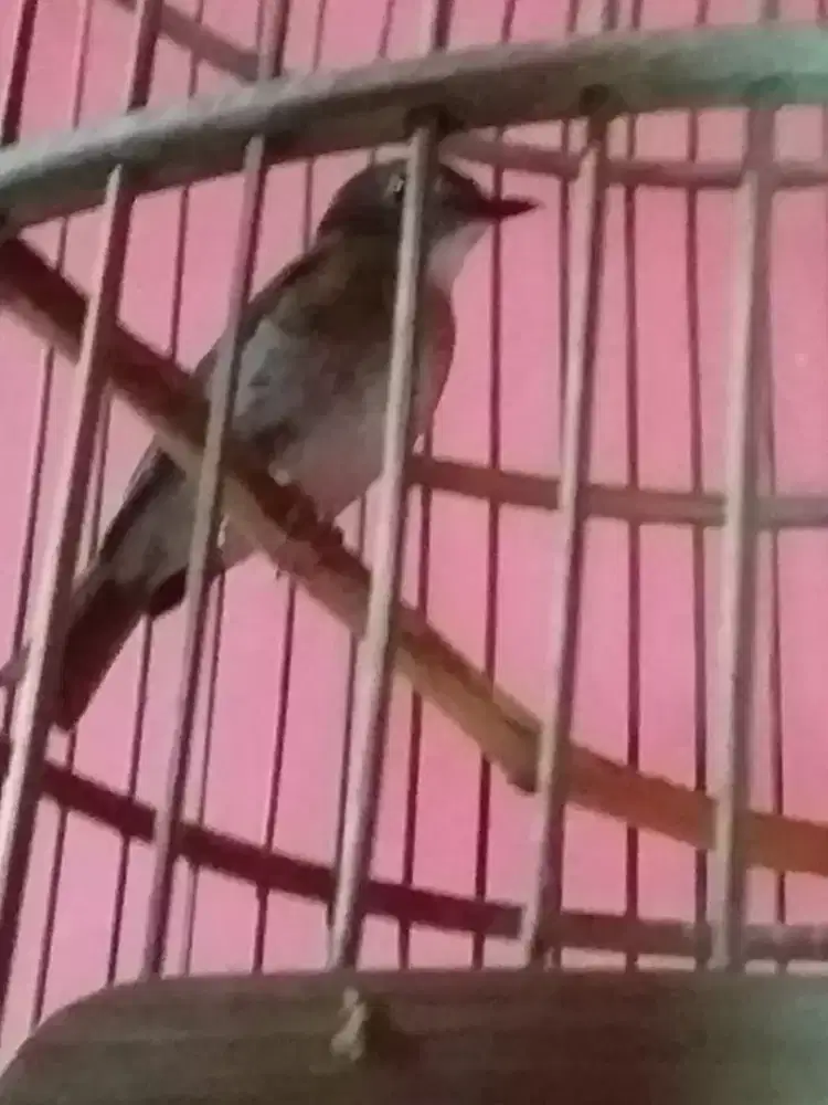 SDRC rawatan bunyi wiksar