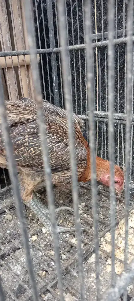 Ayam Bangkok Mangon betina umur ±4 bulan