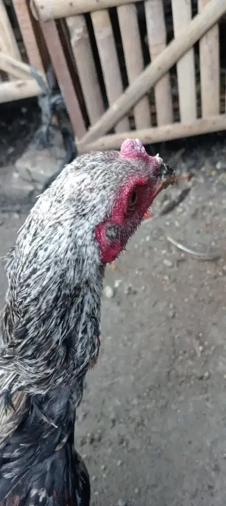 Ayam Bangkok Mangon jantan umur± 4 bulan