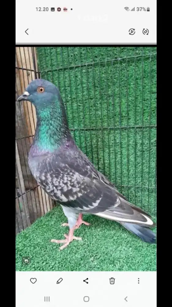 Pejantan merpati trah sultan