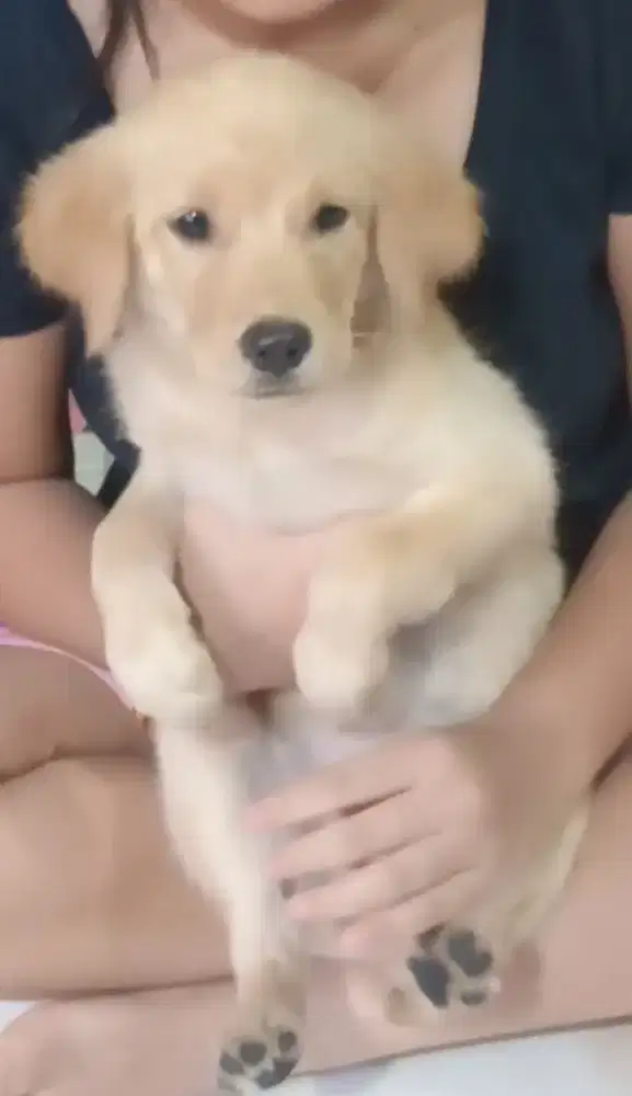anjing puppy golden retriever