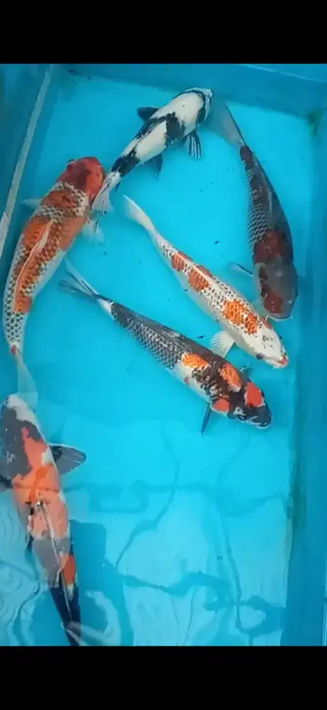 Ikan koi cantik
