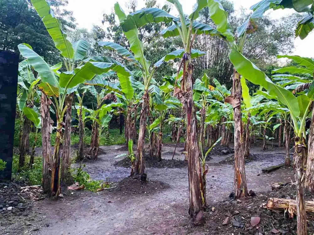 tanah pekarangan di combongan sukoharjo 349 m2