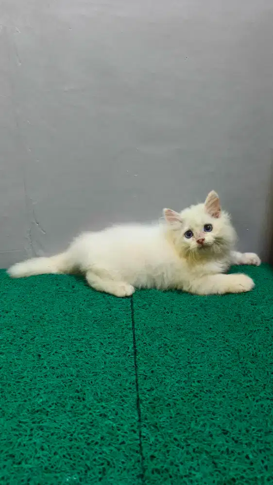 Persia Longhair Bulu Kapas