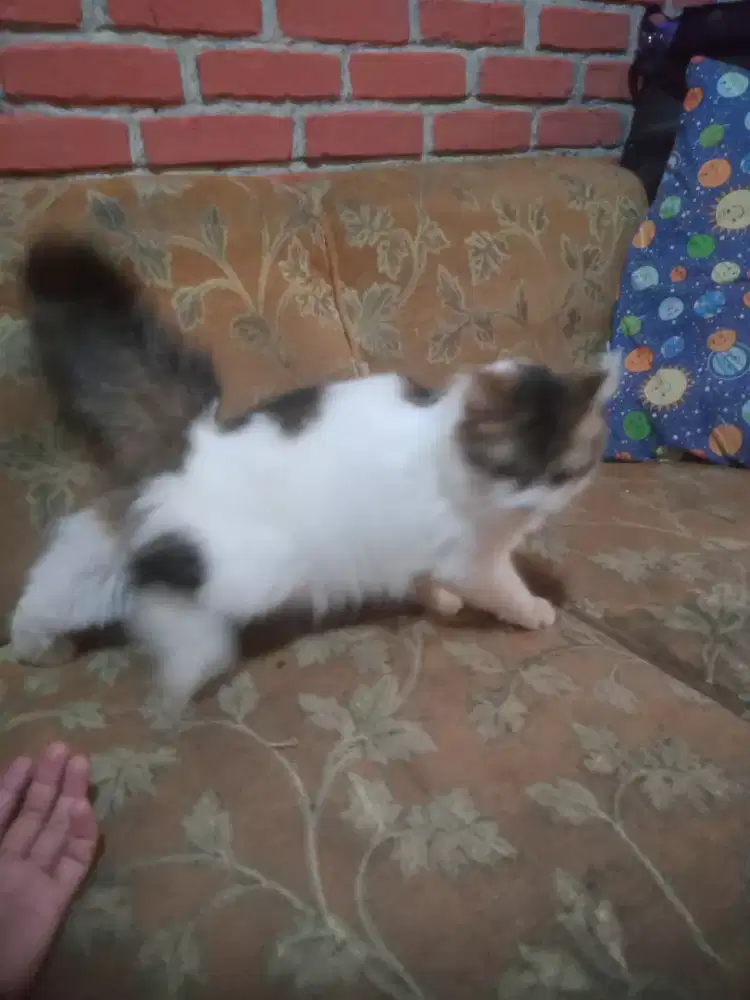 Kucing lucu jinak pintar usia remaja betina bulu tebal cantik monggo