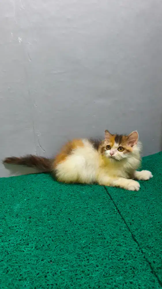 Persia Calico Longhair