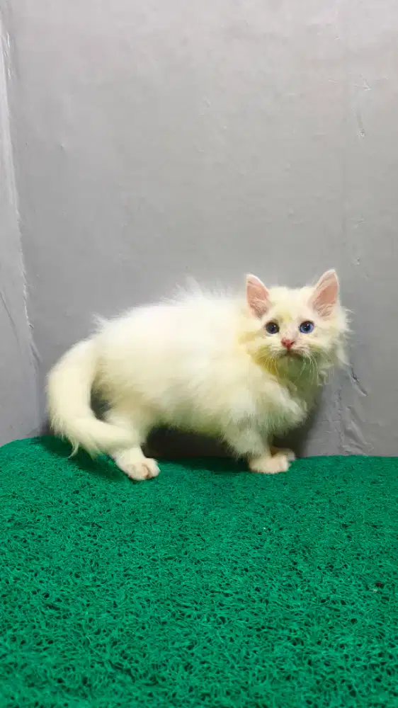 Persia Longhair Red Point