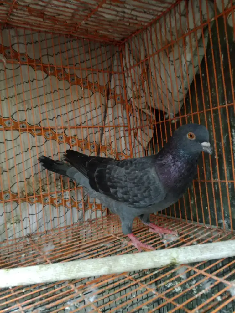 burung dara bujangan cakep disrengseng sawah
