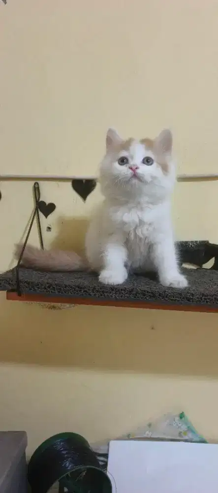 Kucing kitten/anak kucing Persia flatnose betina
