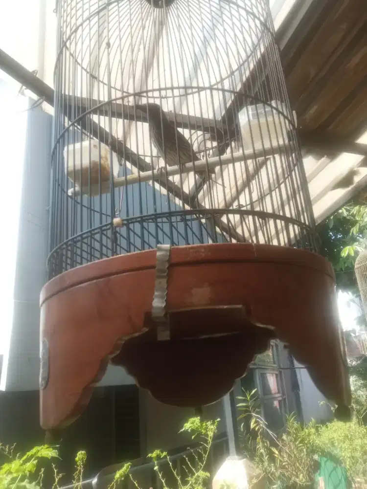 Jual burung simata merah camperling mulai ngerol  fs