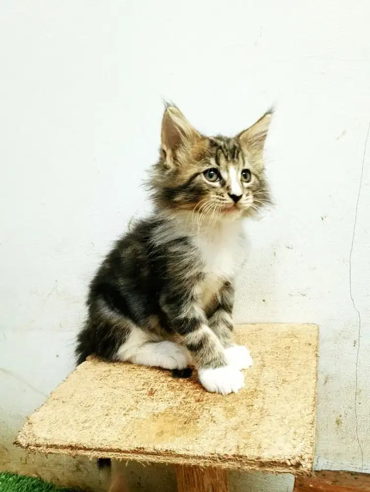Kucing MaineCoon Kitten Pure No mix. Induk Ped CFA Maine Coon