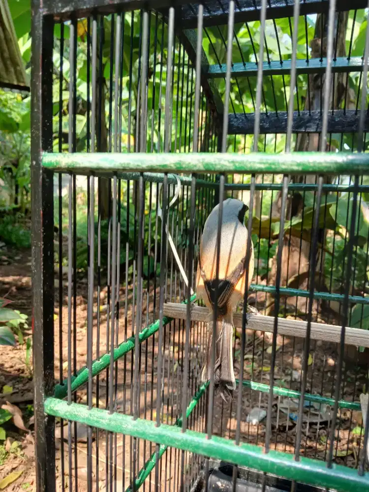 Cendet pilis jatim