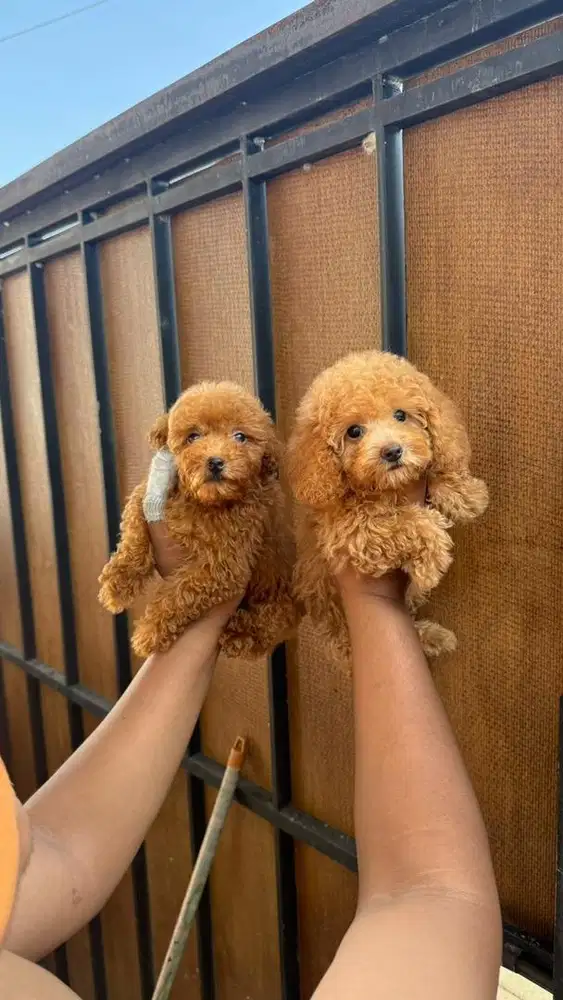 Poodle betina red