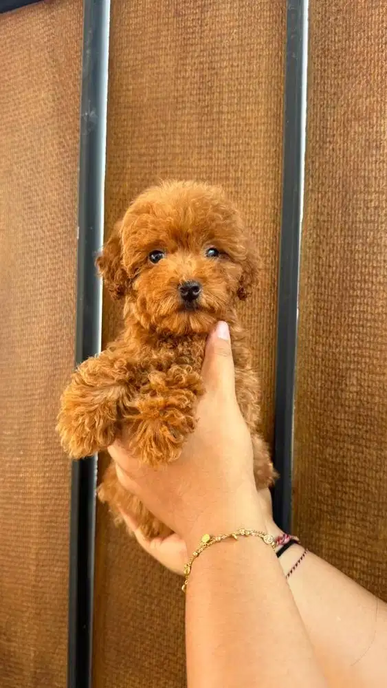 Poodle betina red
