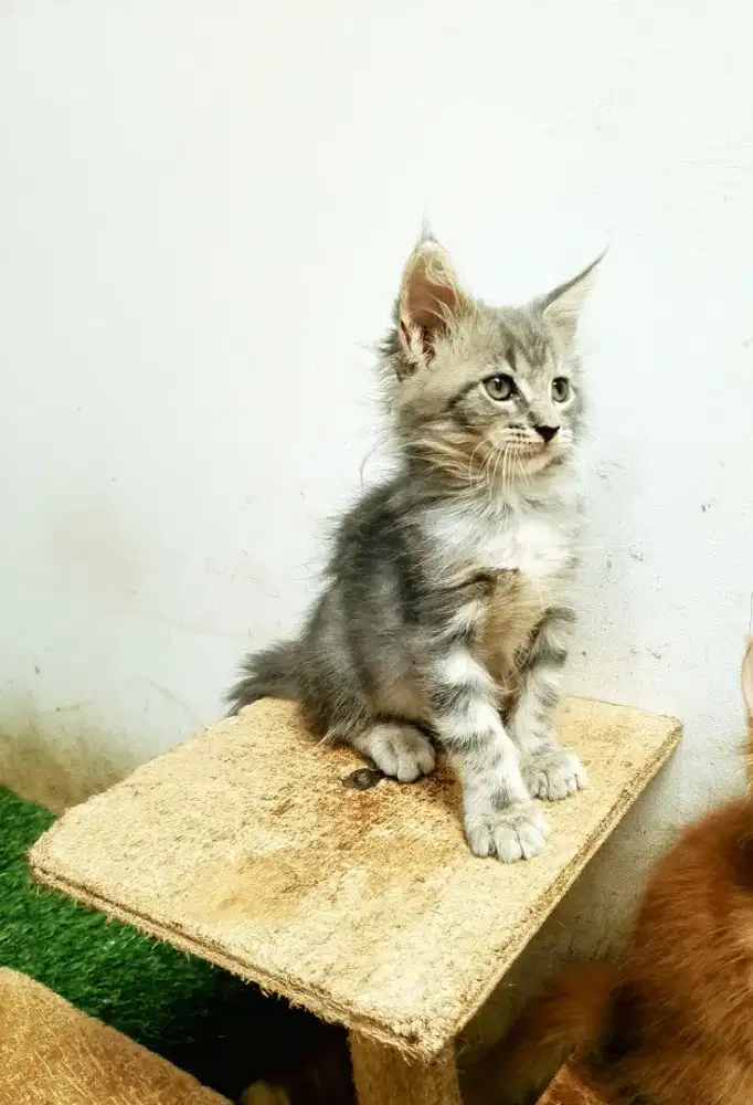 Kitten MaineCoon Jantan Pure Bkn mix. induk Ped CFA Maine Coon