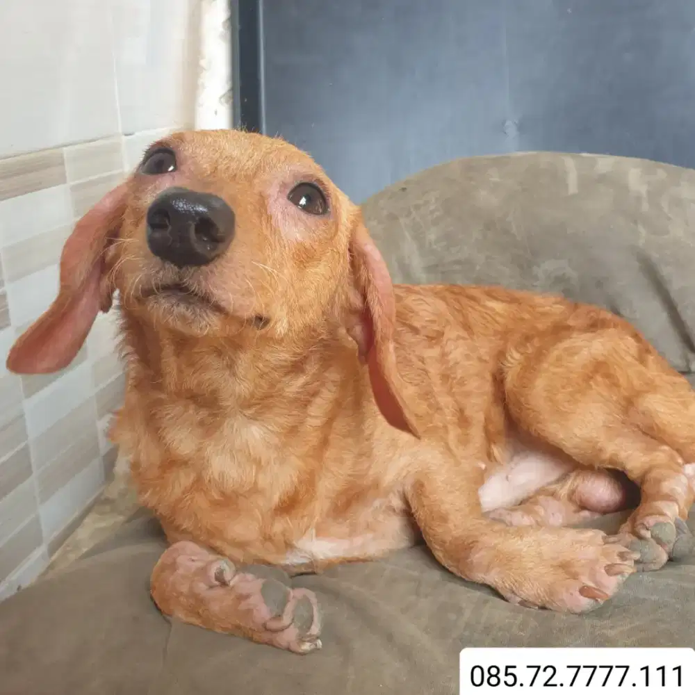 Anjing Mini Tekel / Dachshund, Jantan, semi longhair (minat serius WA)
