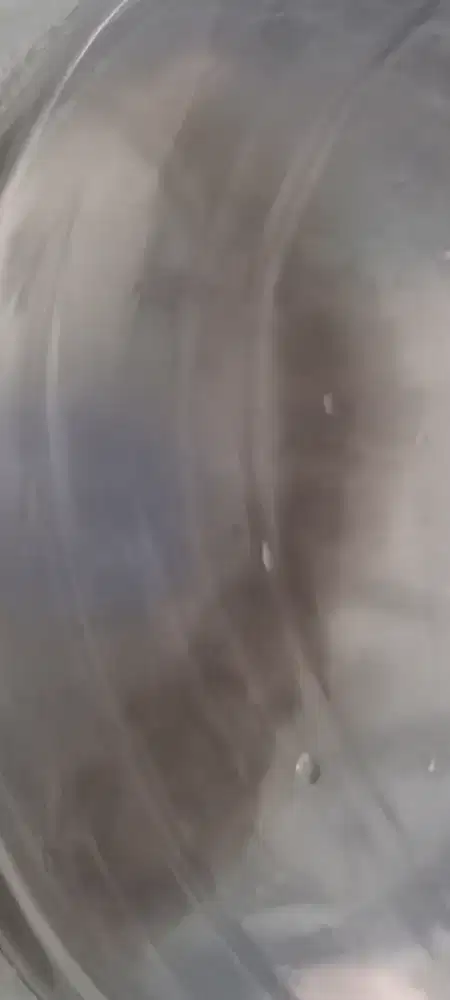 Ikan Channa Maru YS Jumbo