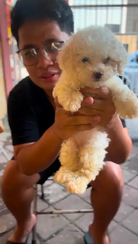 WHITE POODLE & SUPERMINIPOM