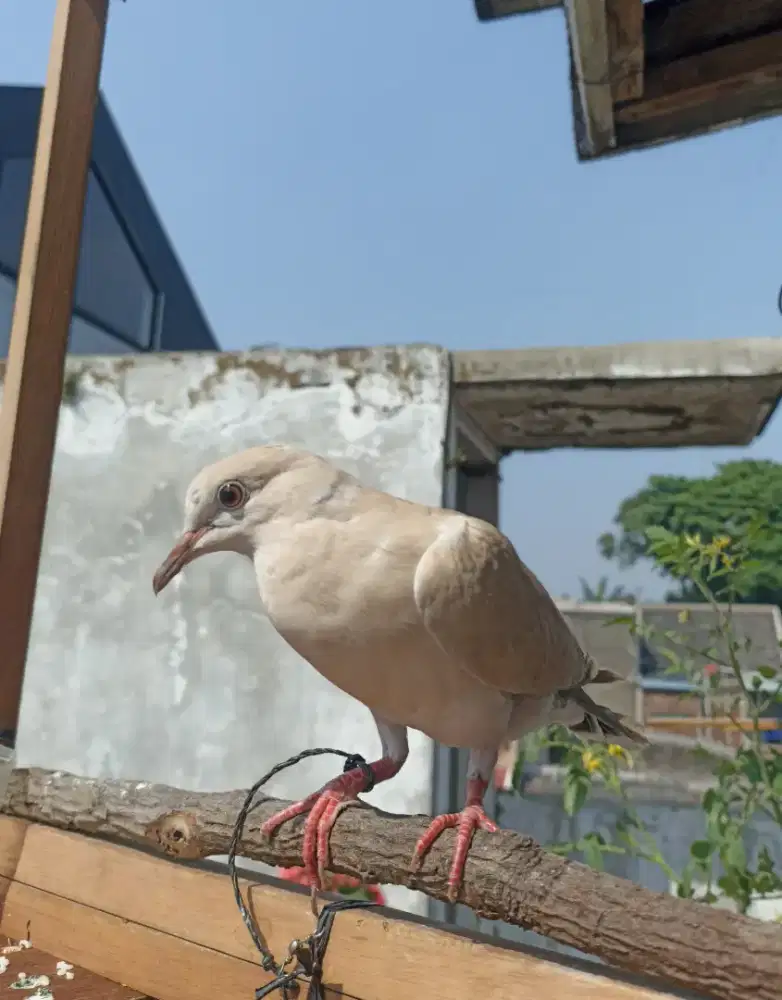 Dijual burung puter pelung jantan
