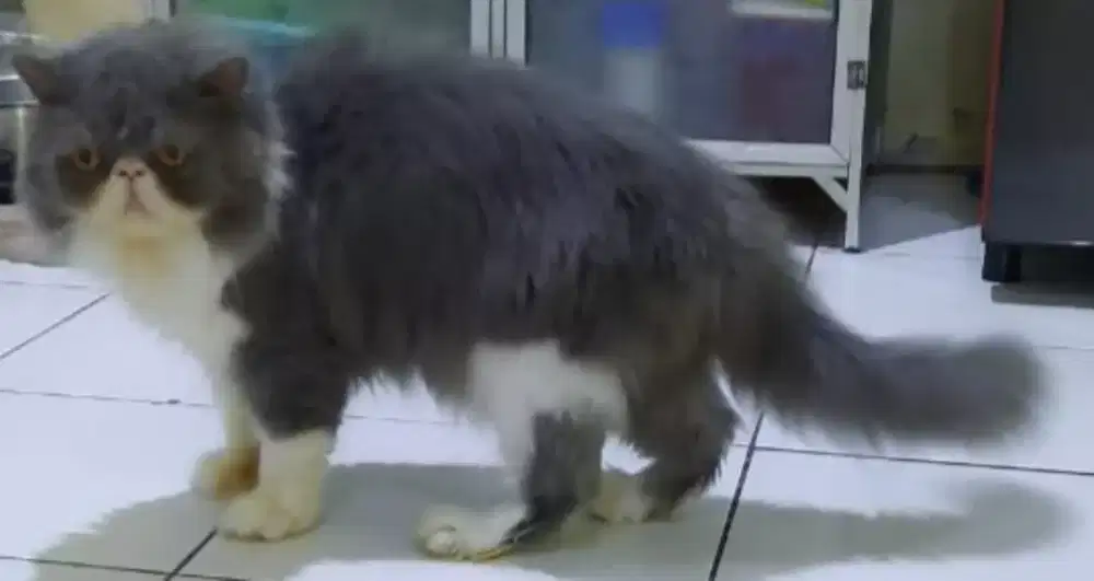 Jantan peaknose extrime